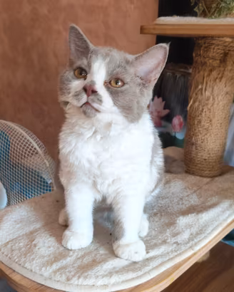 Selkirk rex cucciolo con pedigree 
