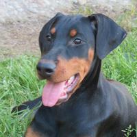 Dobermann cuccioli