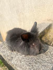 Cucciolo coniglio nano testa di leone
