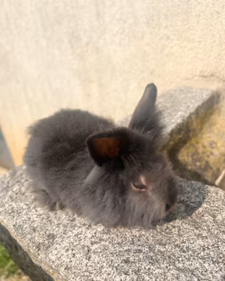Cucciolo coniglio nano testa di leone