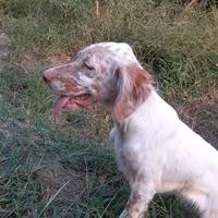 Setter inglese