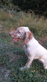 Setter inglese