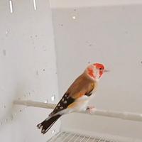 Cardellino bruno portatore di bruno pastello wk