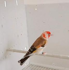 Cardellino bruno portatore di bruno pastello wk