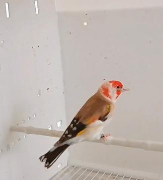 Cardellino bruno portatore di bruno pastello wk