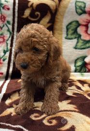 Cuccioli di barboncino toy