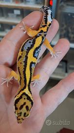 Titolo leopardin