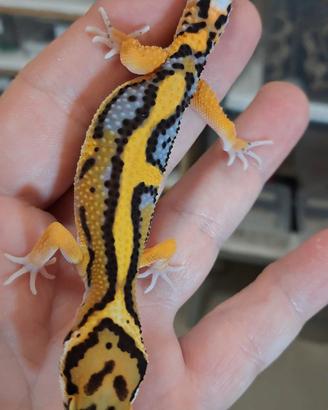 Titolo leopardin