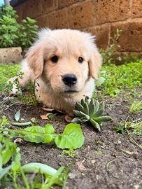 Golden retriver