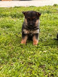 Cuccioli pastore tedesco