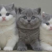 BRITISH SHORTHAIR ESOTIC CUCCIOLI pag. rateale