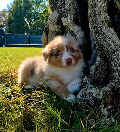 Cuccioli red merle nbt pedigree enci