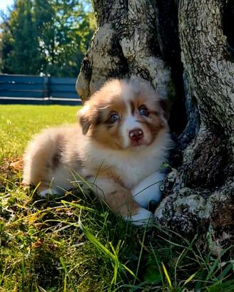 Cuccioli red merle nbt pedigree enci