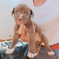 Maschietto di red nose due mesi