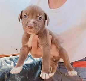 Maschietto di red nose due mesi