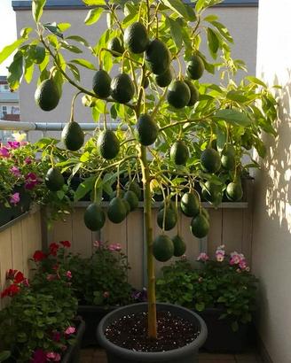 PIANTA DI AVOCADO IN VASO – BELLA E RIGOGLIOSA 
