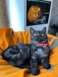 British shorthair black femmina