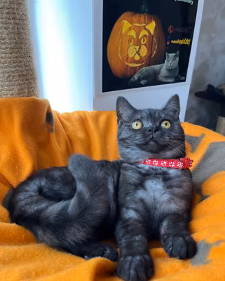British shorthair black femmina
