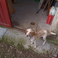 Cane da caccia