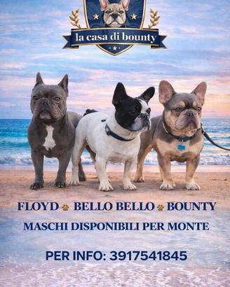 Disponibili per monte