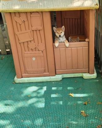 Shiba inu sesamo e fulvo