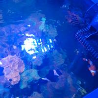Acquario marino