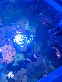 Acquario marino