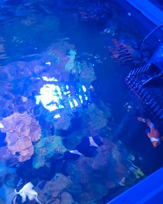 Acquario marino