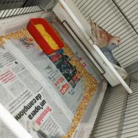 Coppia di tortore diamantina