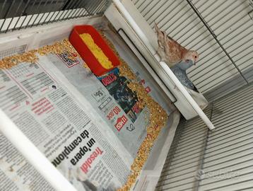 Coppia di tortore diamantina