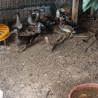 Anatre mandarine,caroline,alzavole e selvatiche