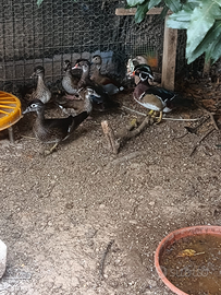 Anatre mandarine,caroline,alzavole e selvatiche