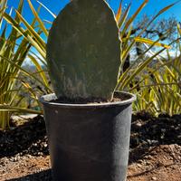 Piante Fichi D’indica