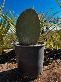 Piante Fichi D’indica