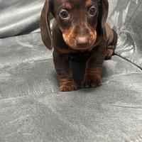 LEA, cucciola di bassotto cioccolato