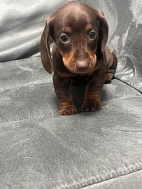 LEA, cucciola di bassotto cioccolato