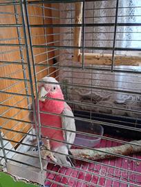 Pappagallo cacatua