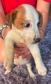 Jack russell