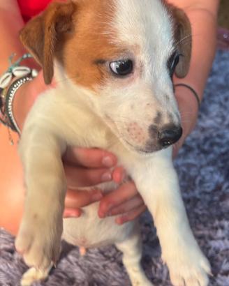 Jack russell