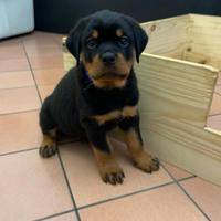 ULTIMI 2 cuccioli Rottweiler