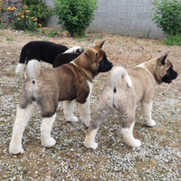 Cuccioli Akita Americano