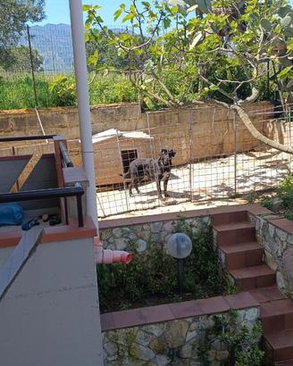 Cane corso