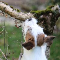 Stupenda femmina jack russell