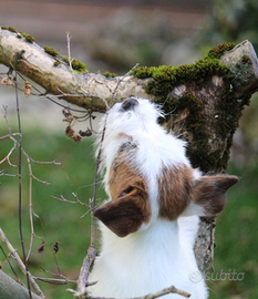 Stupenda femmina jack russell