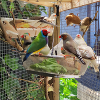 Esotici, diamantini, passeri, tortore