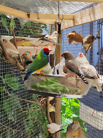 Esotici, diamantini, passeri, tortore