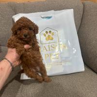 Barboncini toy red red