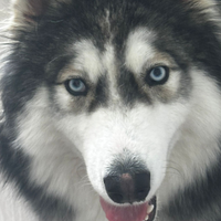 Cane siberian husky di 9 mesi