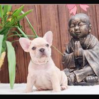 Esclusiva principessina bulldog francese platinum
