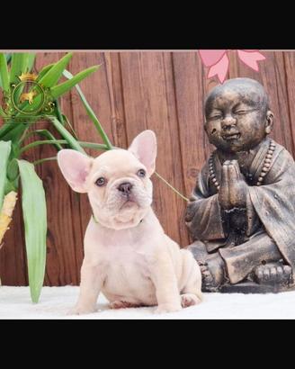Esclusiva principessina bulldog francese platinum